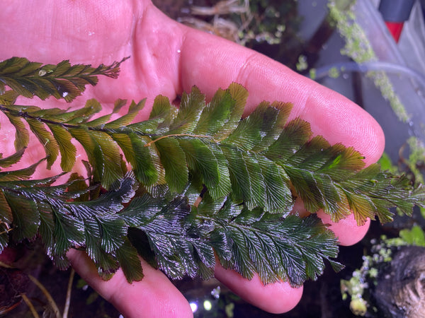 Filmy Fern from Indonesia