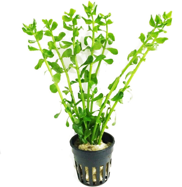 MONEYWORT