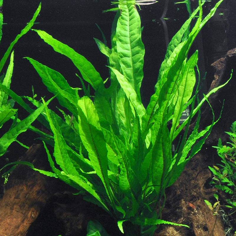 Java Fern Plant and Mats