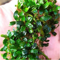 Bucephalandra Clumps – Chichi's Planted Dreams