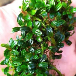 Bucephalandra mini Boyan