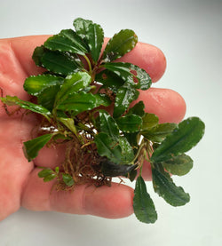 Bucephalandra Black Cobra