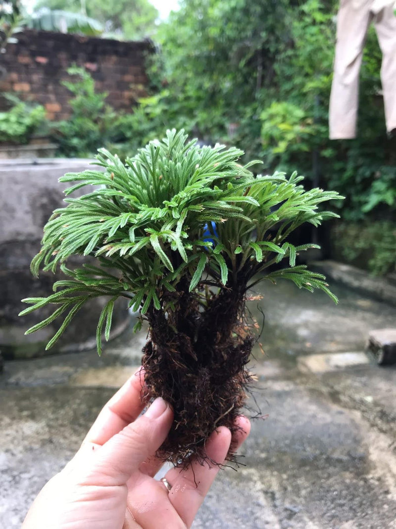 Selaginella tamariscina