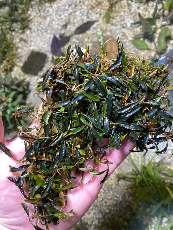 Bucephalandra Black Curly