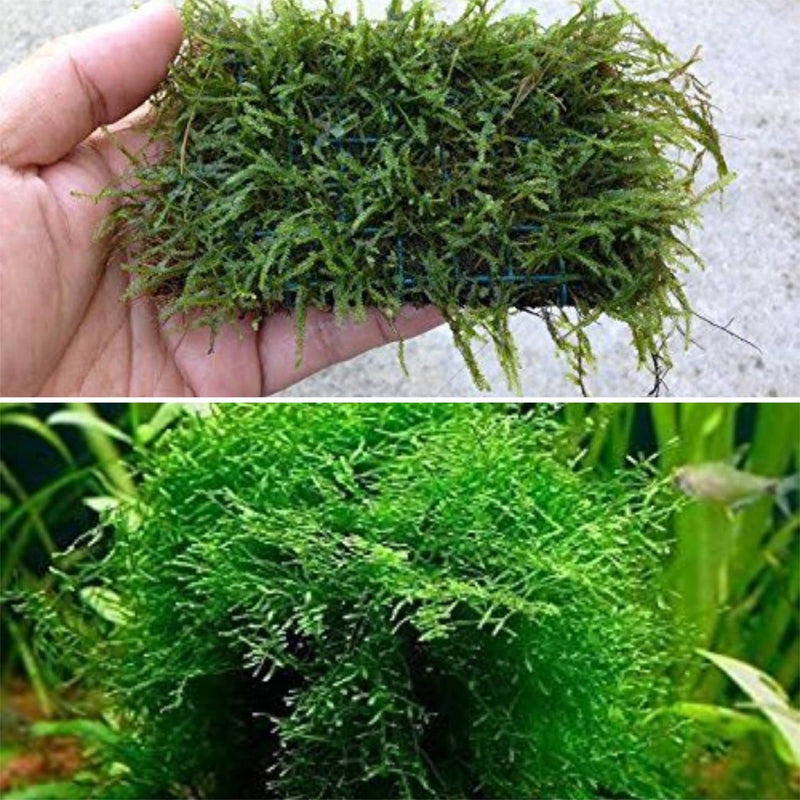 Java Moss Portion