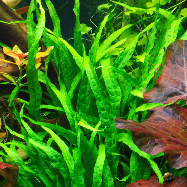 Java Leaf Java Fern Narrow Leaf – Chichi's Planted Dreams