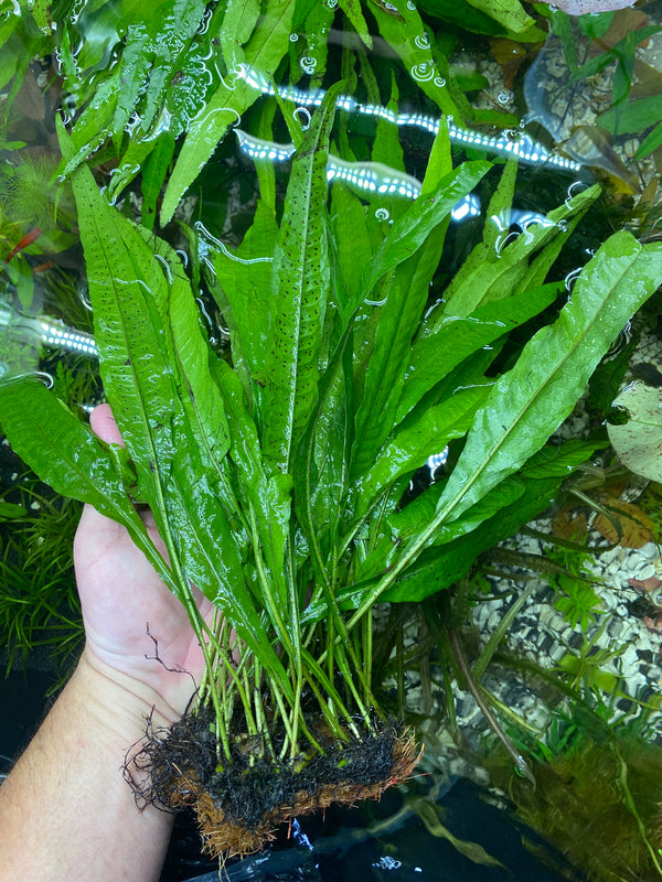 Giant Java fern mats