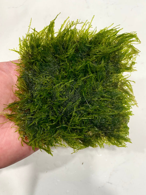 Spiky moss 4x4 inch mat