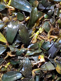 Bucephalandra Dark coffee