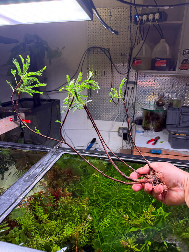 Phyllanthus Balgooyi