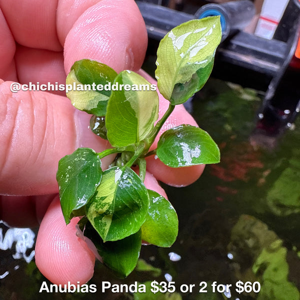Anubias panda – Chichi's Planted Dreams