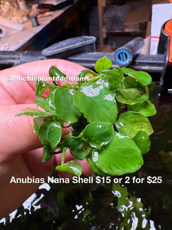 Anubias nana she’ll