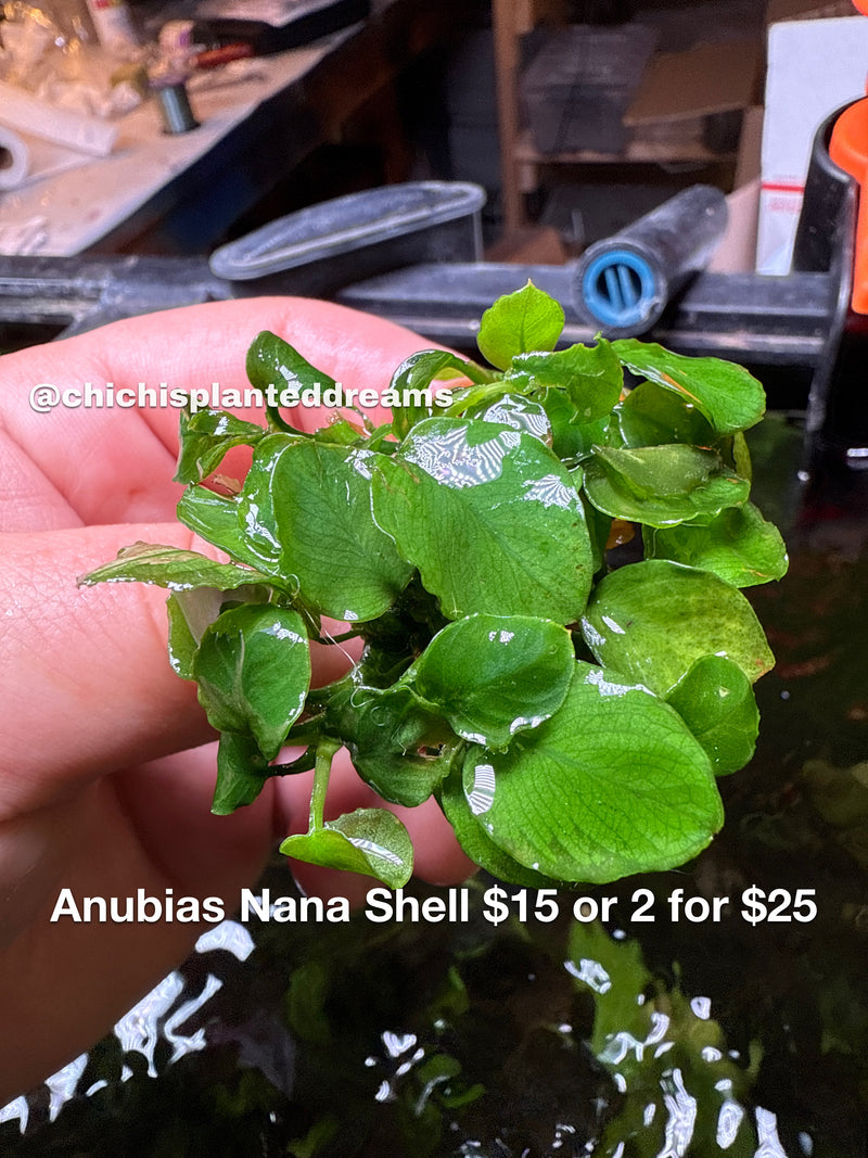 Anubias nana she’ll