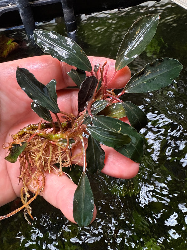 Bucephalandra Red Under