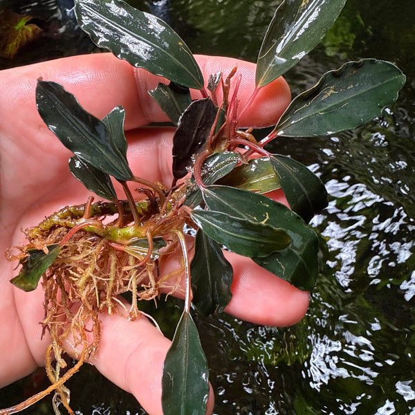 オ*ガ様 Bucephalandra sp Red walts Bucephalandra Red Blade Pot — Buce Plant