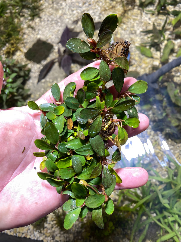 Bucephalandra Brownie iris