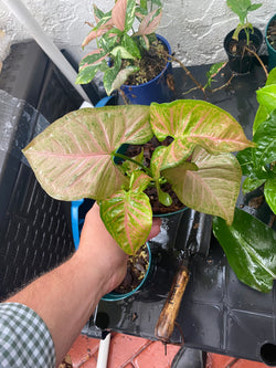 Syngonium Pink Flecked