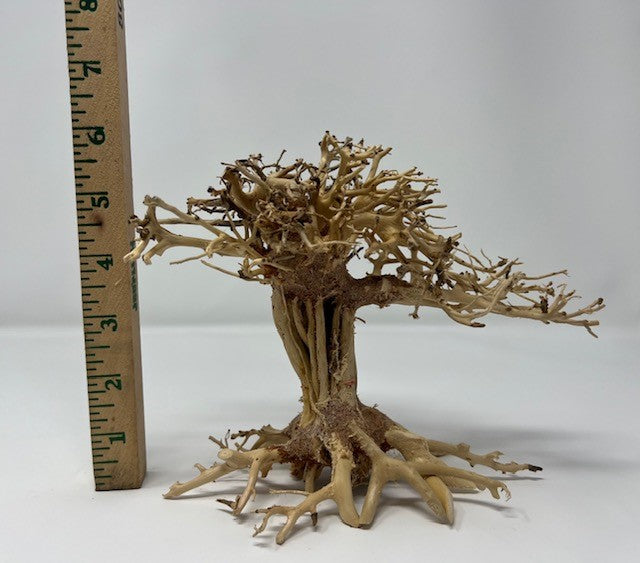 Bonsai style tree A