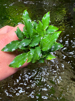 SCHISMATOGLOTTIS PRIETOI rooted and potted