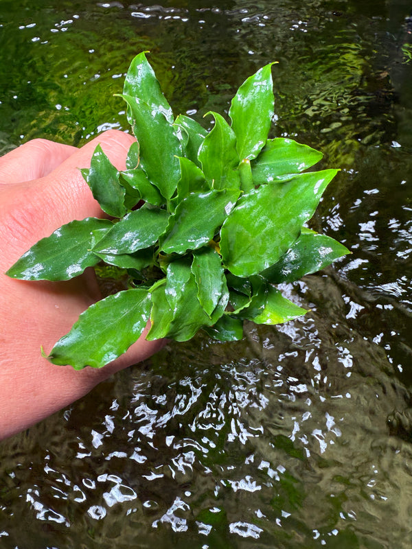 SCHISMATOGLOTTIS PRIETOI rooted and potted