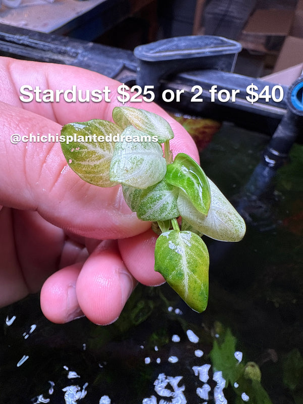 Anubias Stardust