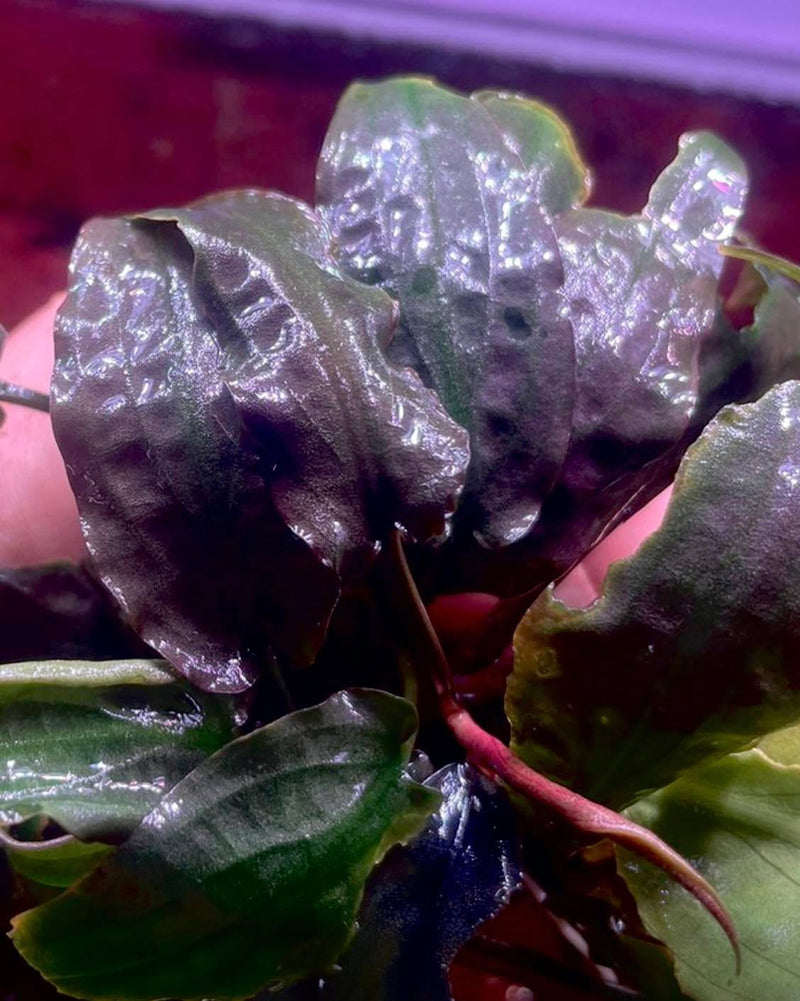 Cryptocoryne Annamica