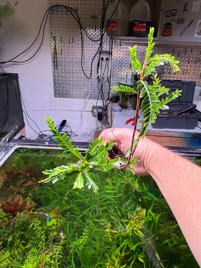 Phyllanthus Balgooyi