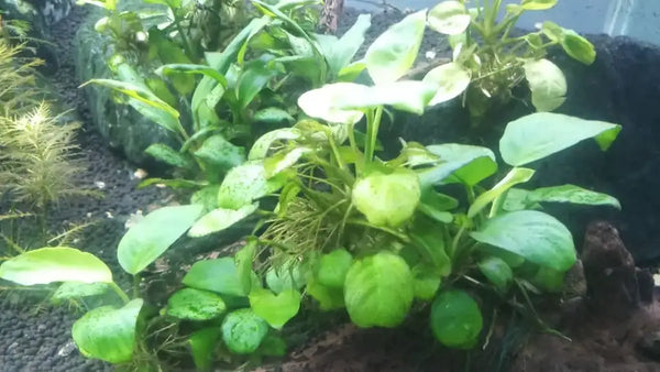 ANUBIAS NANA GOLDEN