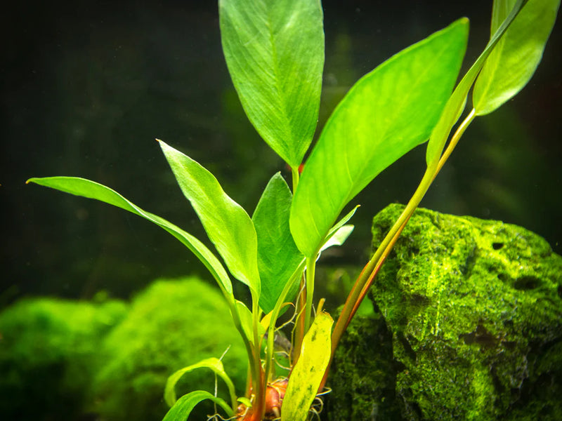anubias plant seeds Anubias Frazeri – Chichi's Planted Dreams