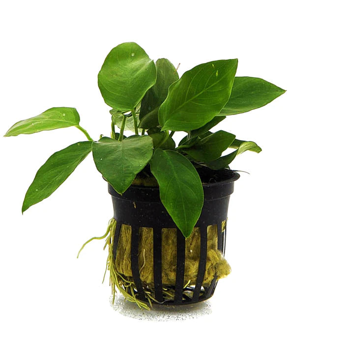 ANUBIAS NANA GOLDEN