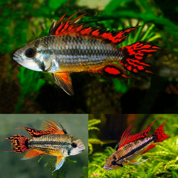 Super Red Apisto