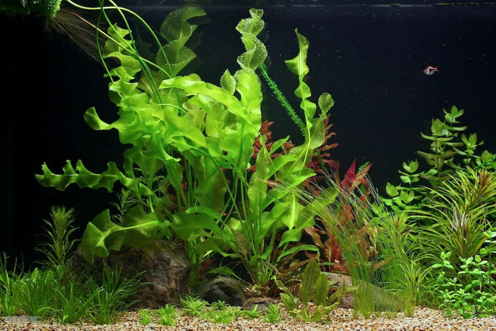 Aponogeton Ulvaceus Plant or Bulb – Chichi's Planted Dreams