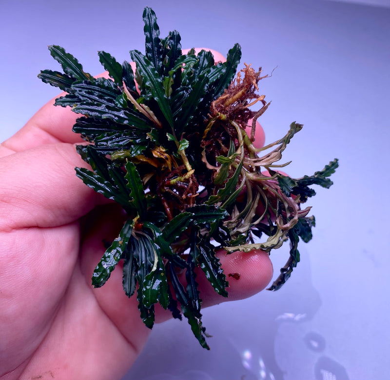 Bucephalandra Red Sword