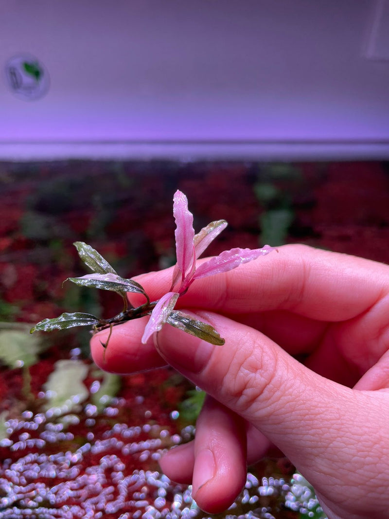 Bucephalandra Pink Variegaged
