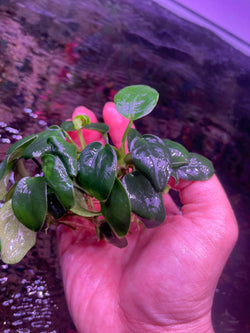 Anubias Nana Black – Chichi's Planted Dreams