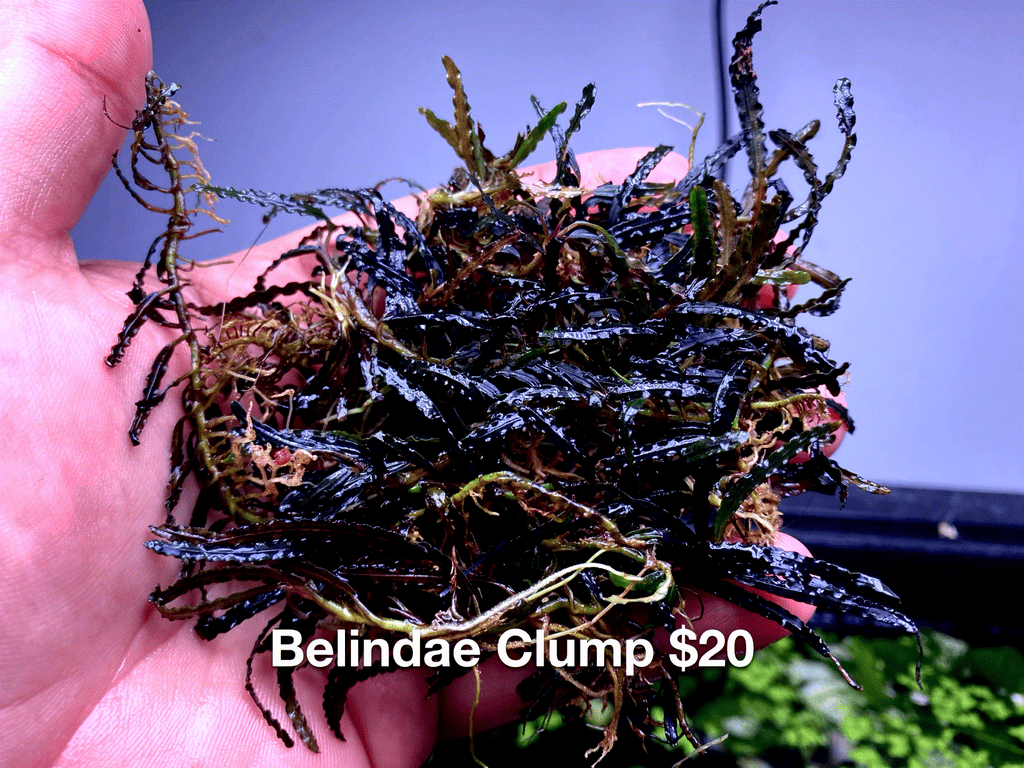 ゆ*う様 TB便‼️Bucephalandra sp dark gray③ Bucephalandra Plants: Bucephalandra sp. Dark Grey