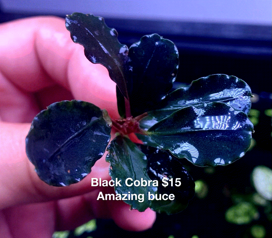 Bucephalandra Rhizomes – Page 3 – Chichi's Planted Dreams