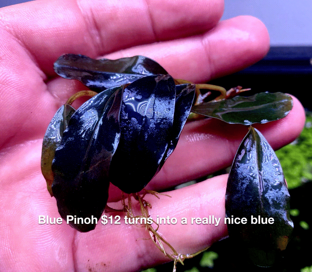 水草 BUCEPHALANDRA Nanga Pino Super Blue 水草 BUCEPHALANDRA Nanga Pino Super Blue Bucephalandra sp