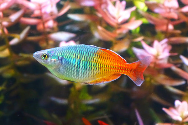 Rainbow Fish