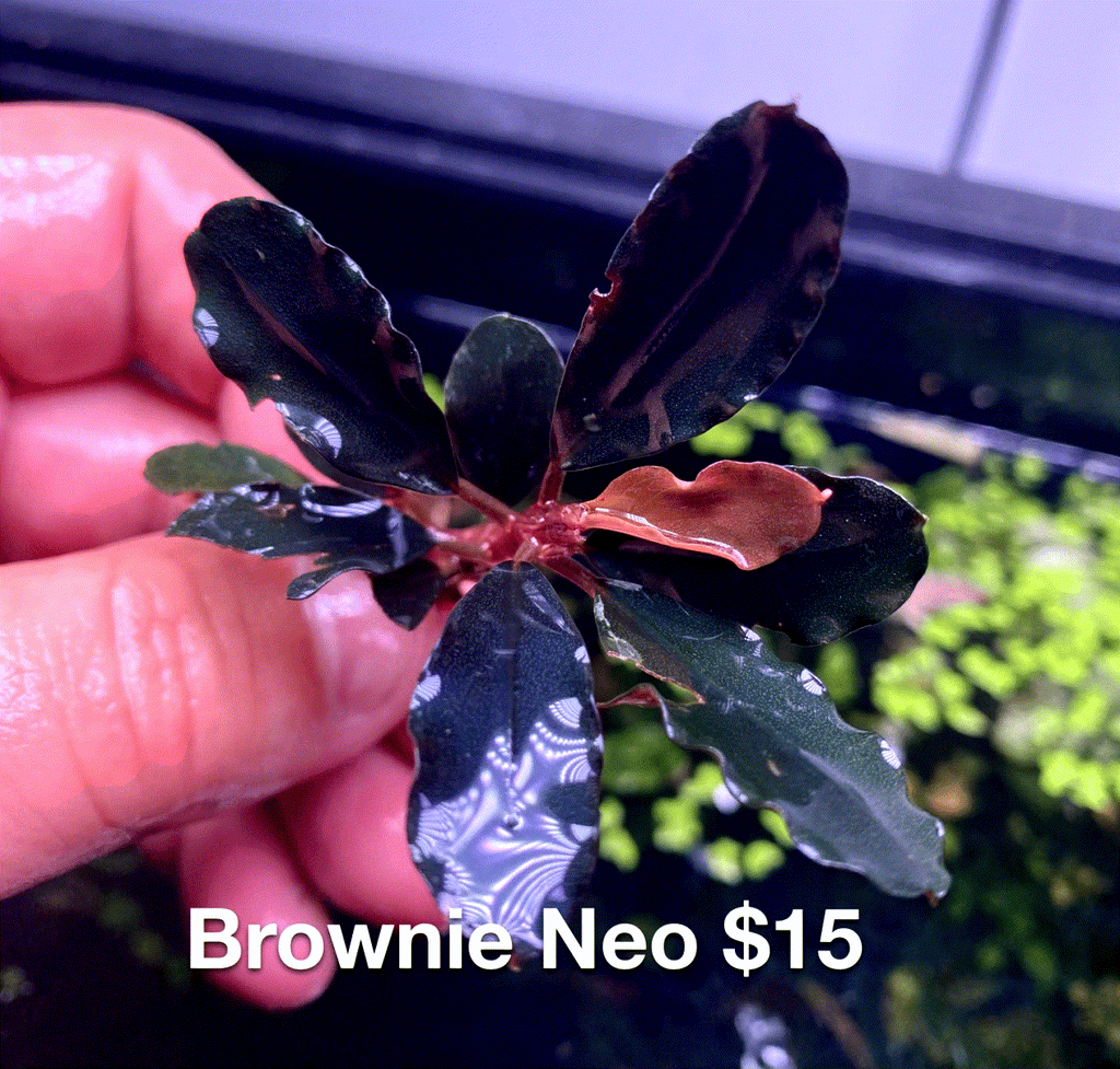Brownie Neo – Chichi's Planted Dreams