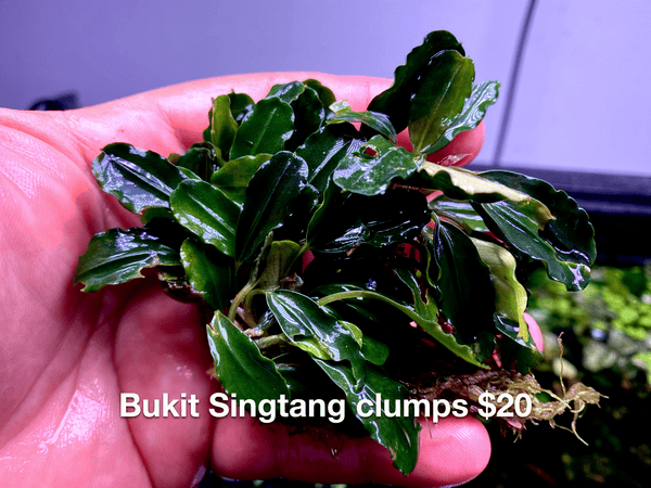 Bukit Singtang clumps