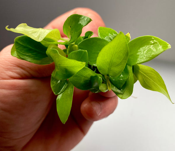 Anubias Nana Golden Clumps