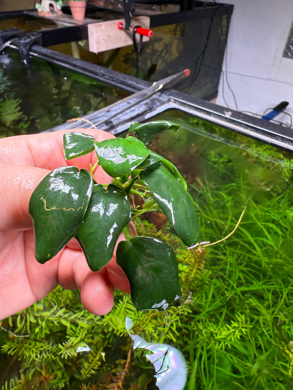 Anubias Black
