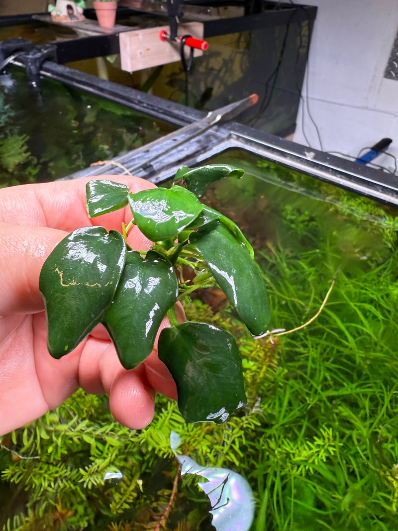 Anubias Black