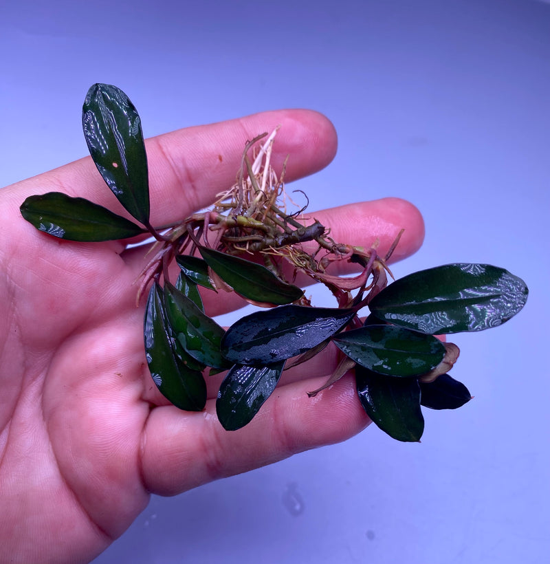 Bucephalandra Montleyana