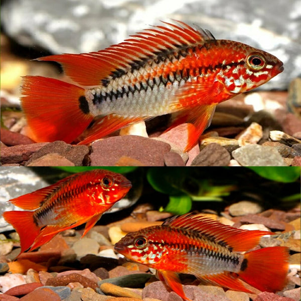 Super Red Apisto