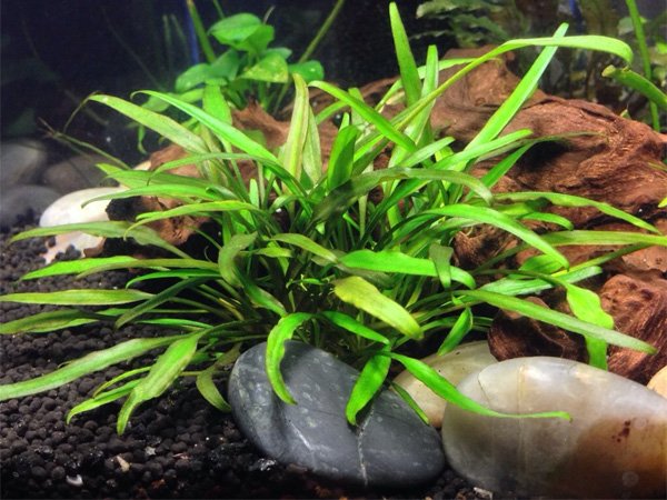 Cryptocoryne Lucens