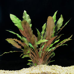 Cryptocoryne "Mi Oya"