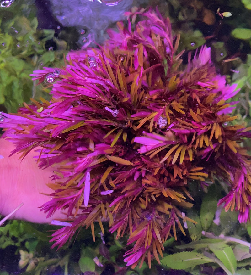 Rotala Vietnam H’Ra