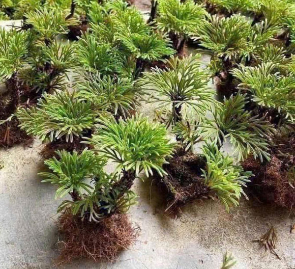 Selaginella tamariscina